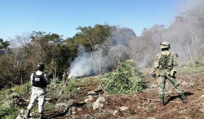 Plantíos de marihuana michoacán