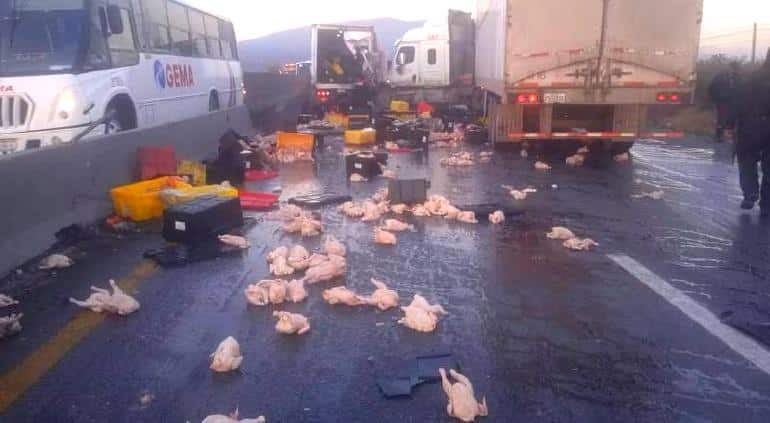 Tráiler cargado de pollos choca contra camión en Nuevo León; hubo rapiña