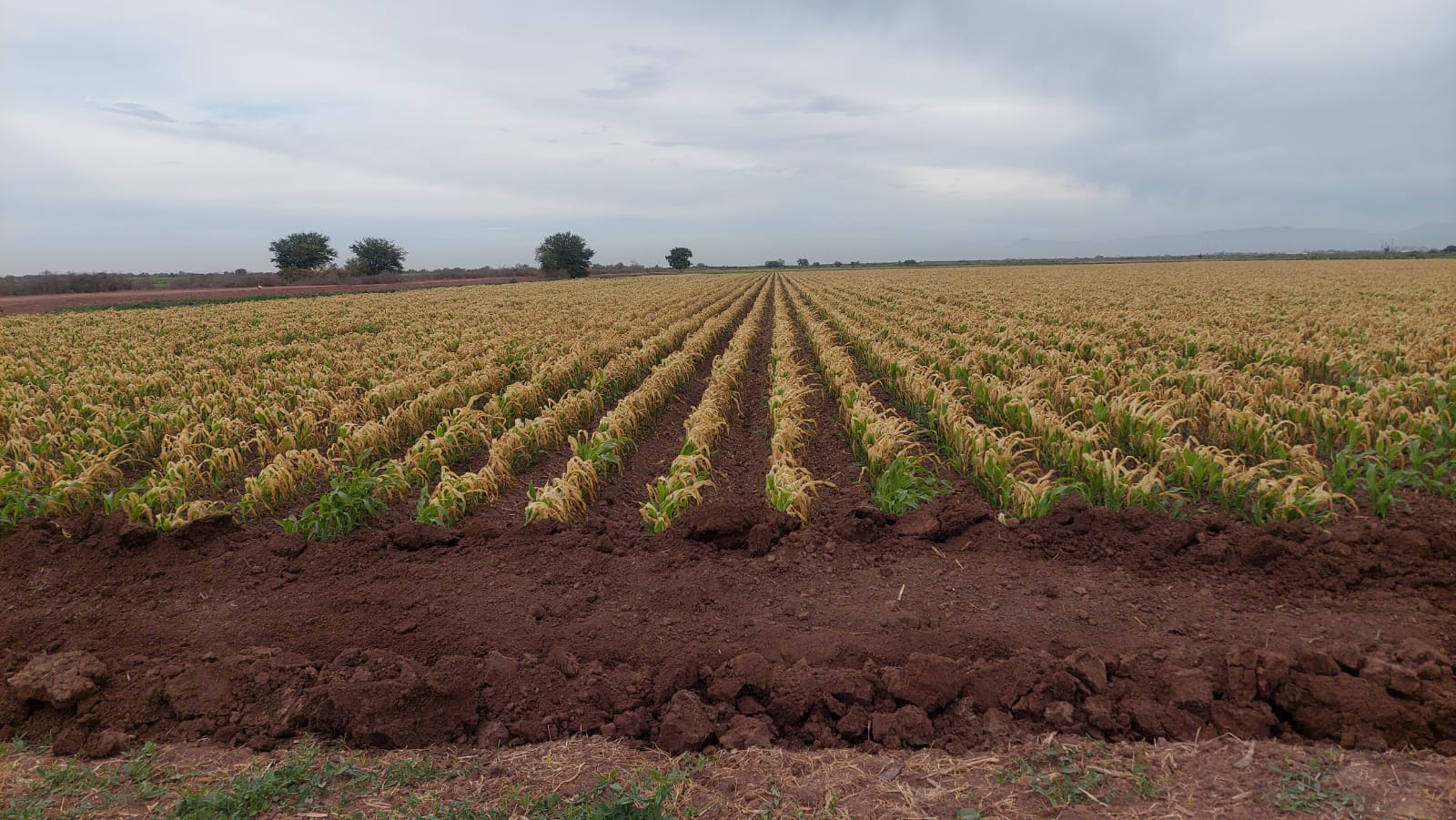 Por donde lo vean, pierden los productores por las dos heladas recurrentes en Sinaloa