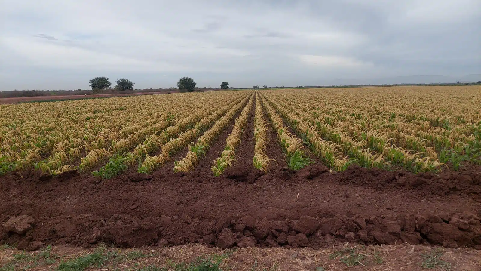 Por donde lo vean, pierden los productores por las dos heladas recurrentes en Sinaloa
