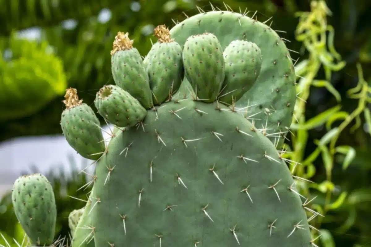 Qué aportan los nopales a la salud de quien los consume