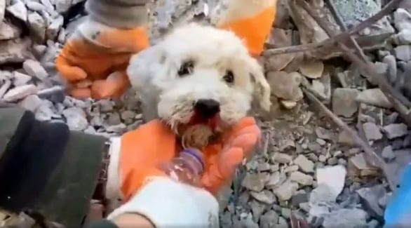 Rescatan a perrita en Turquía