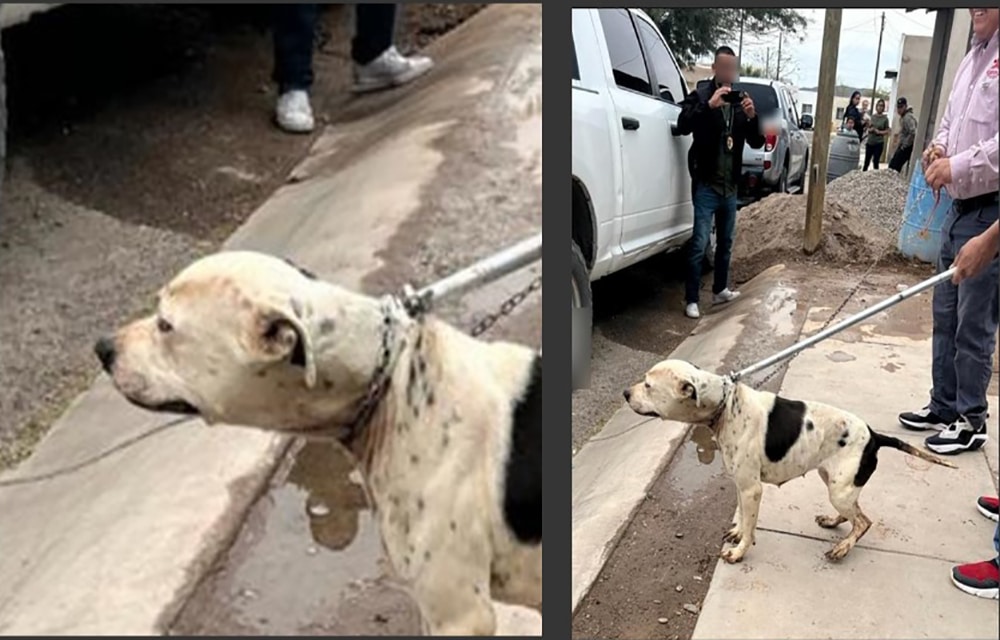 Rescate Pitbull Sonora