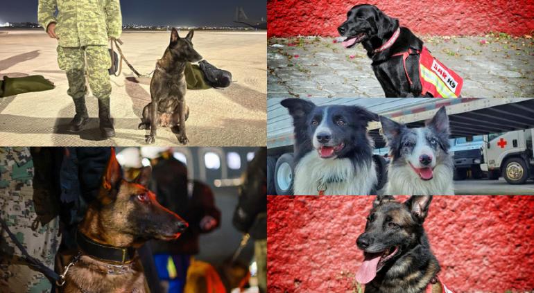 ¡Ecko, Balam,Orly, July y Rex! Ellos fueron los perritos que México envió al rescate tras sismo en Turquía