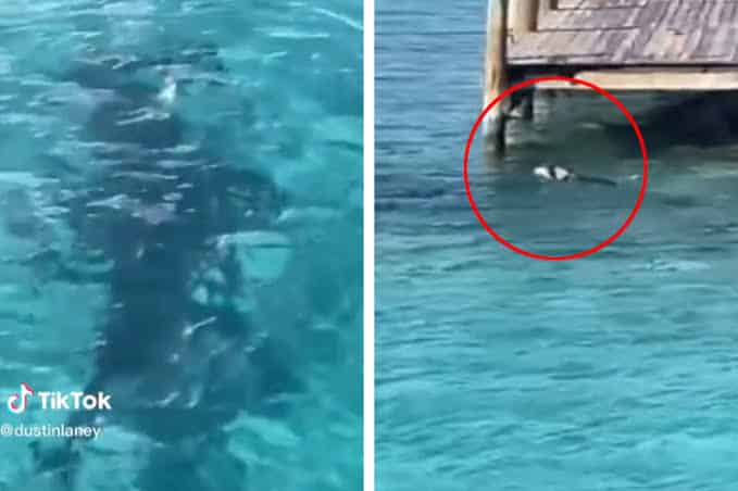 Sal de ahí, perrito se mete al mar y se enfrenta a un tiburón martillo
