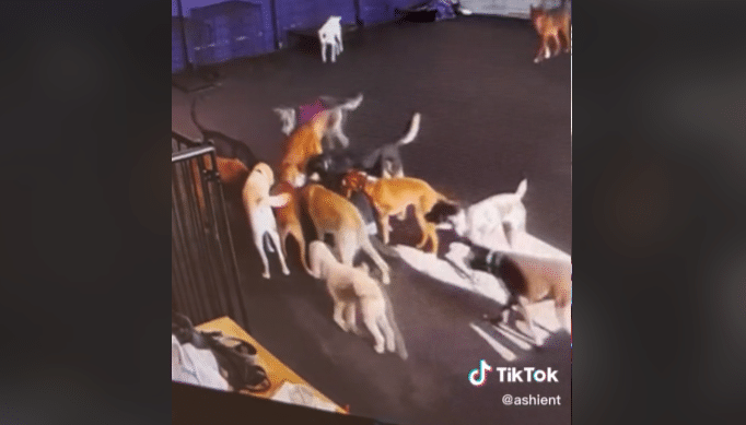 TikTok perritos
