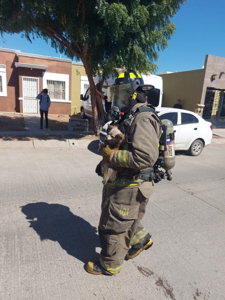 ¡Rescate de lomitos! Bomberos salvan de morir quemados a cinco perritos en Mazatlán