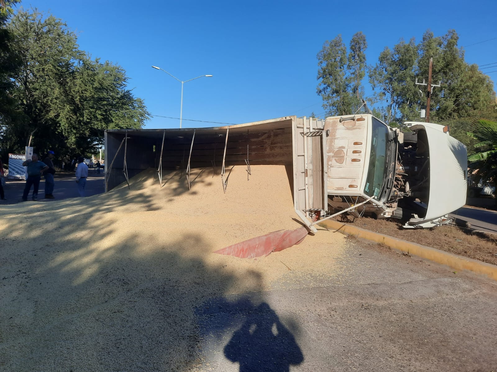 ¡Carga ladeada! Se vuelca don Morgan con torton cargado con toneladas de maíz en Guasave
