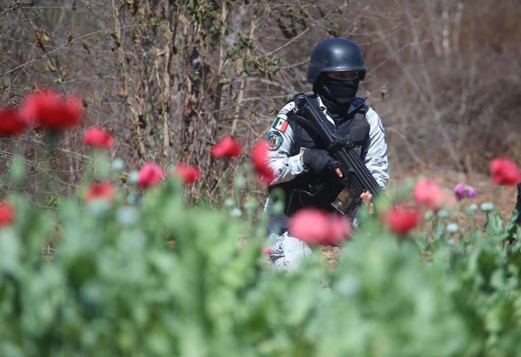 Destruyen en Mocorito el plantío de amapola más grande descubierto en el año
