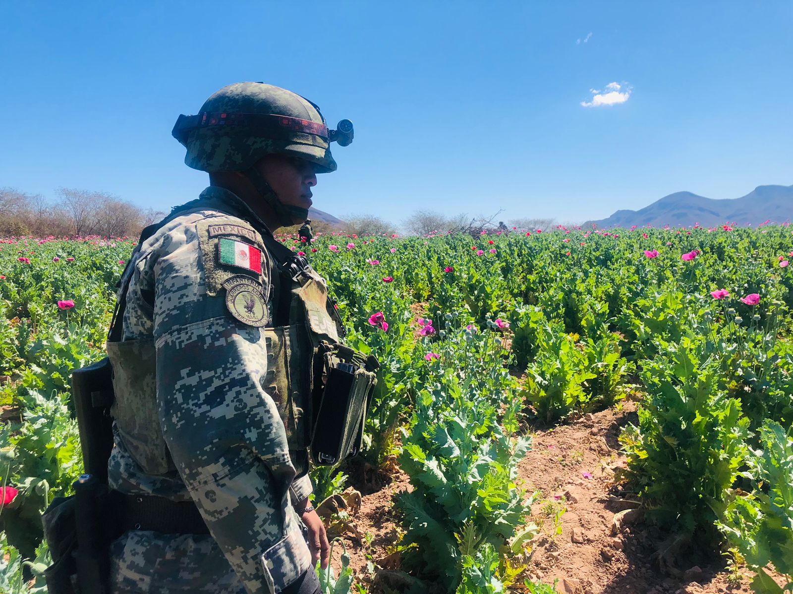 Destruyen en Mocorito el plantío de amapola más grande descubierto en el año 