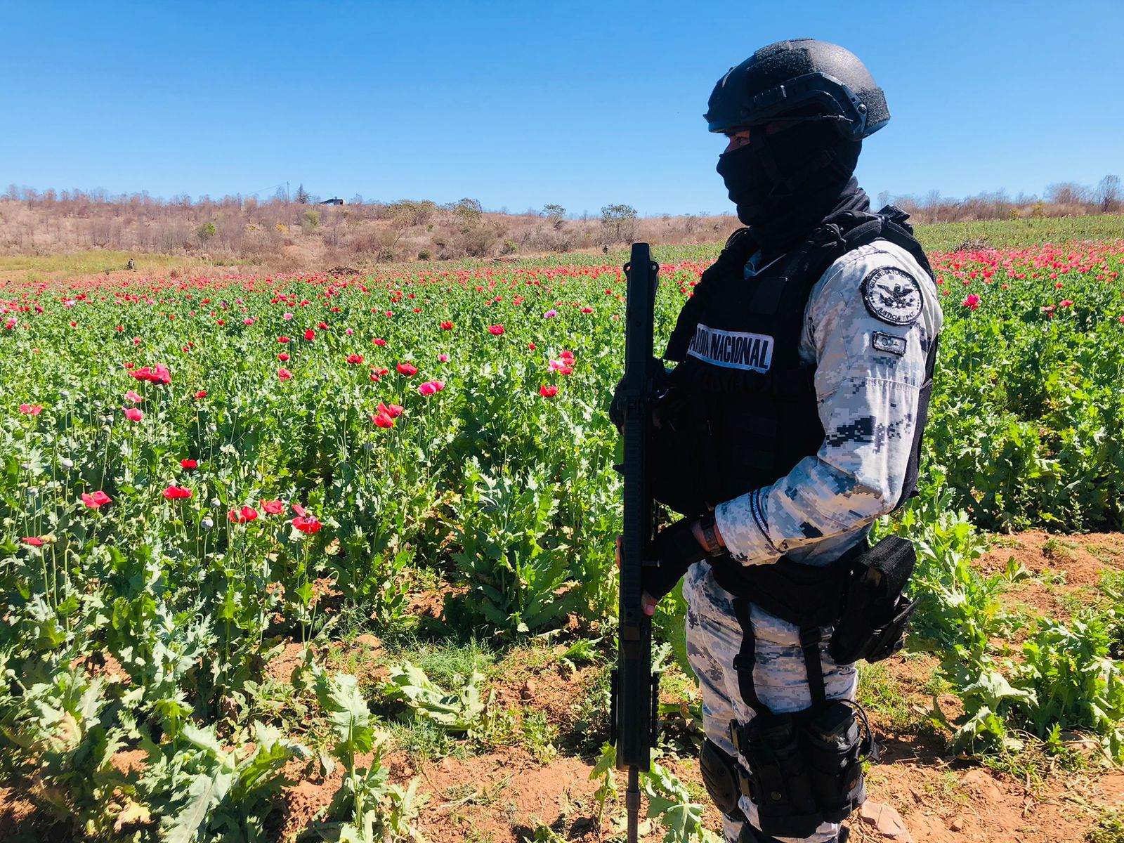 Destruyen en Mocorito el plantío de amapola más grande descubierto en el año 
