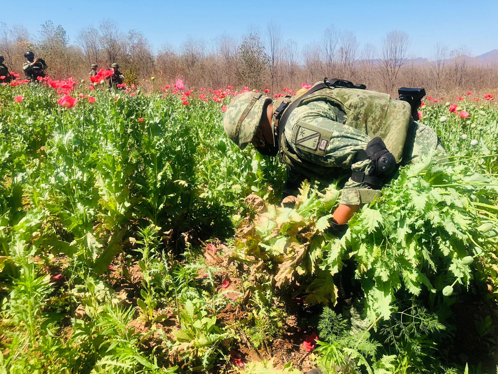 Destruyen en Mocorito el plantío de amapola más grande descubierto en el año 