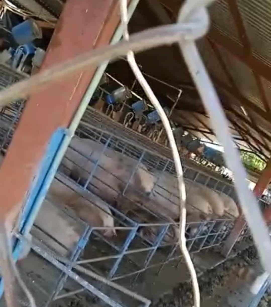VIDEO: ¡Los cerdos han replegado a toda una comunidad! No aguantan los olores que despide una granja
