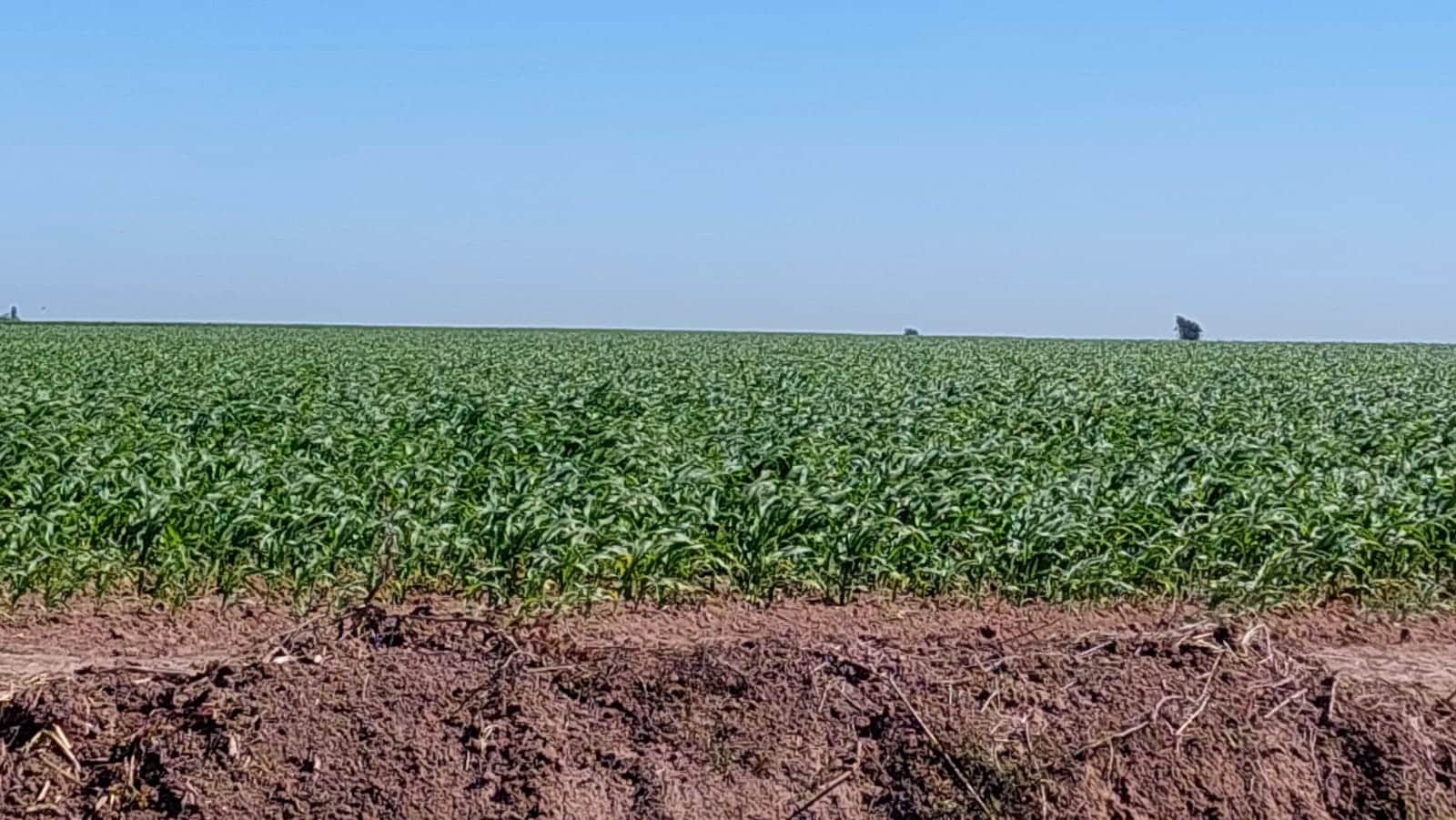 campo-maiz-agricultura