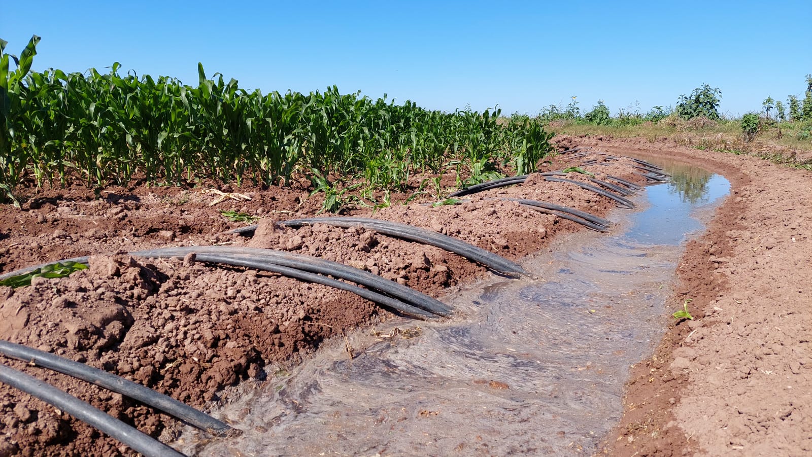 Menos de 300 agricultores han solicitado créditos ante FIRA en Sinaloa SAyG