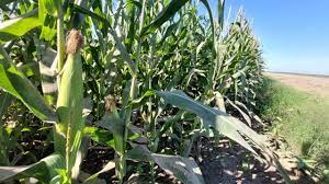 Los créditos de FIRA llegaron desfasados para los agricultores; muchos ya habían ido a bancos: González