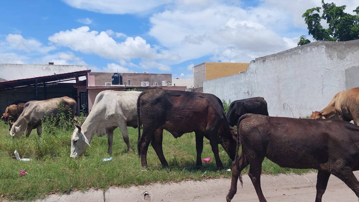 ganaderos