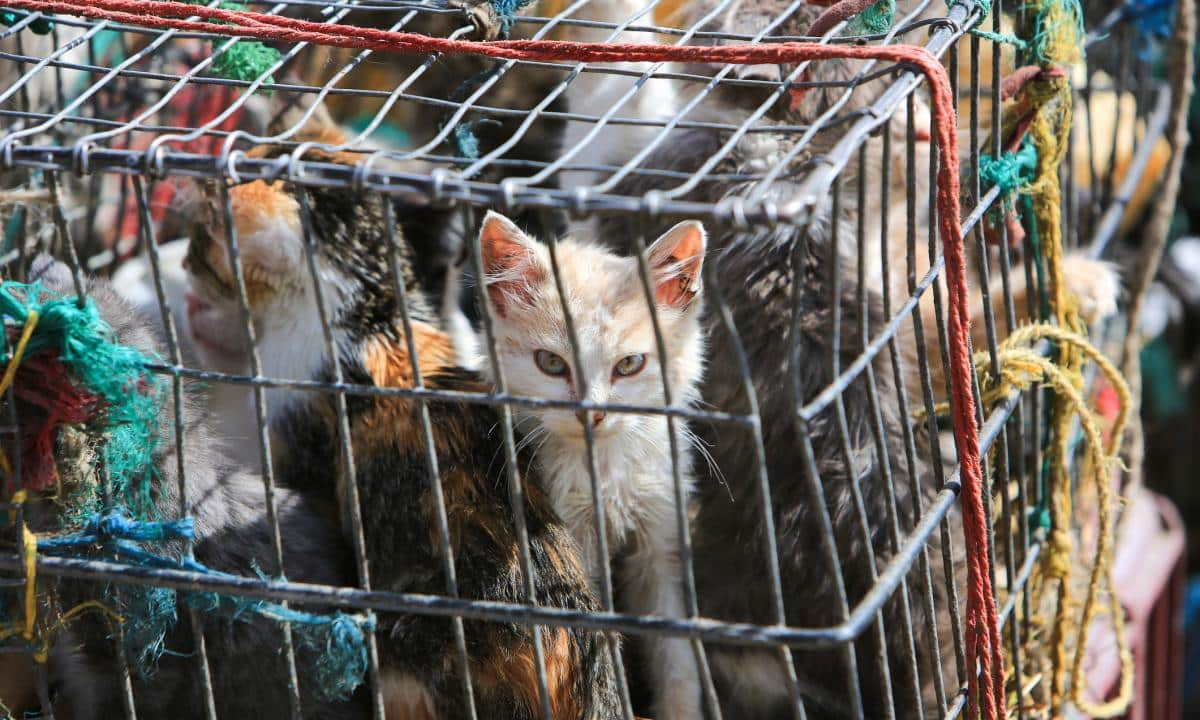 gatos vietnam