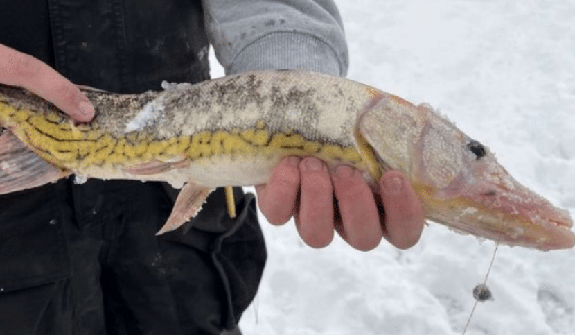 Regalan pescados congelados