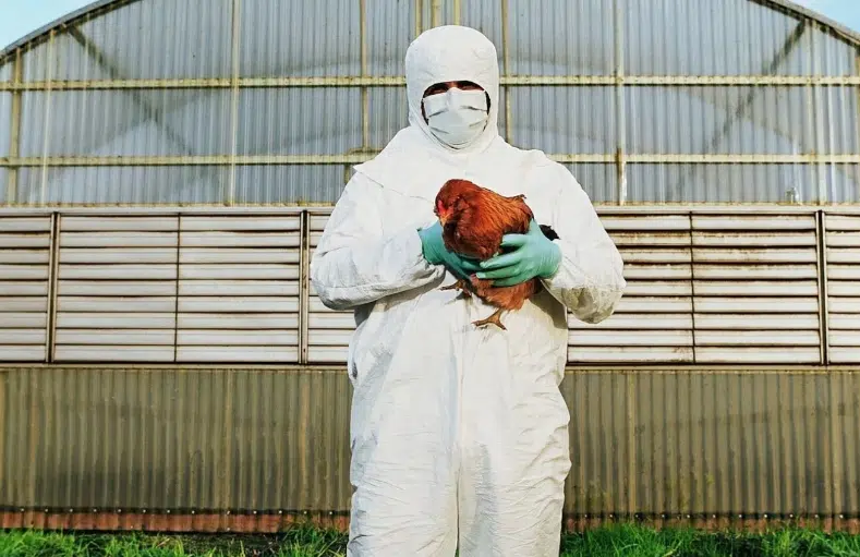Gripe Aviar Guatemala