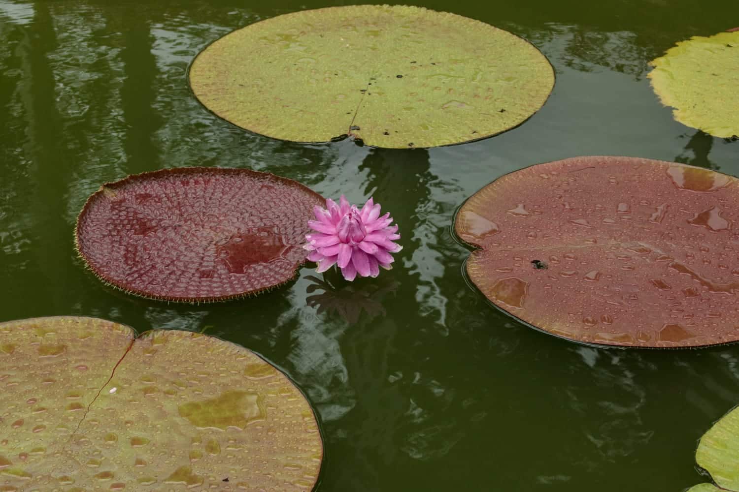 planta acuática