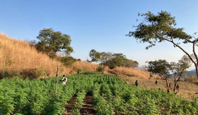Plantíos de marihuana