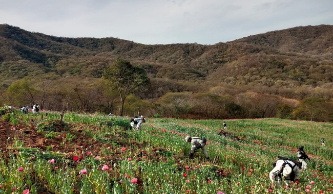 Plantíos de droga