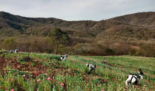 Plantíos de droga