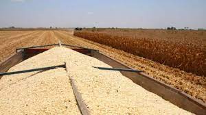De no mejorar las bases para la tonelada de maíz, productores analizan vender cosecha por la vía libre