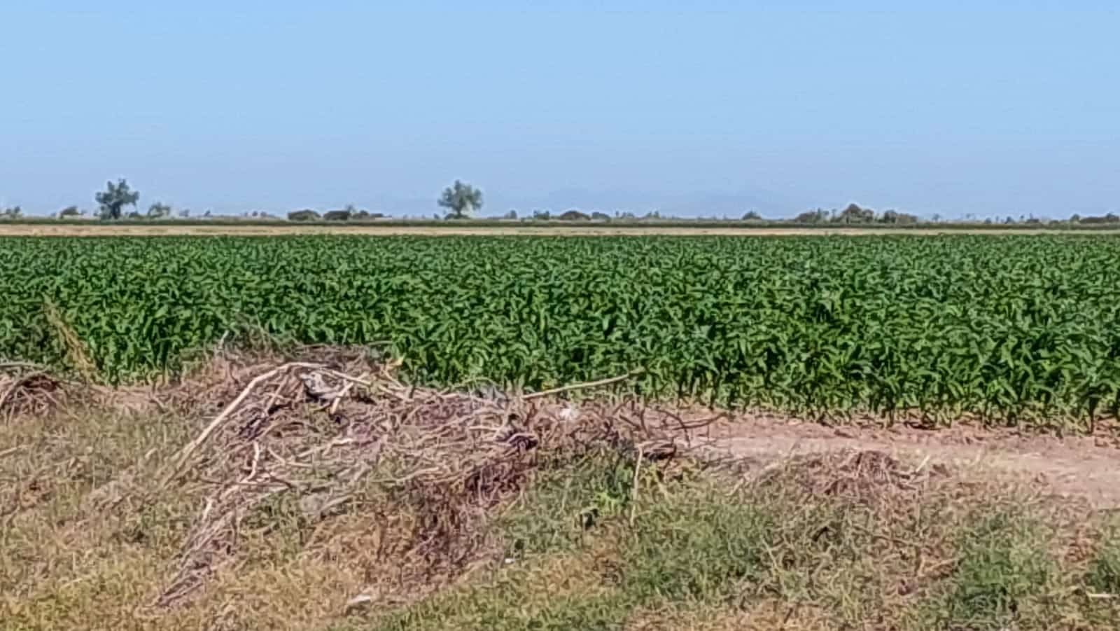 siembra en el Valle de Culiacán
