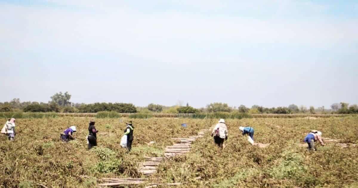 trabajadores agrícolas