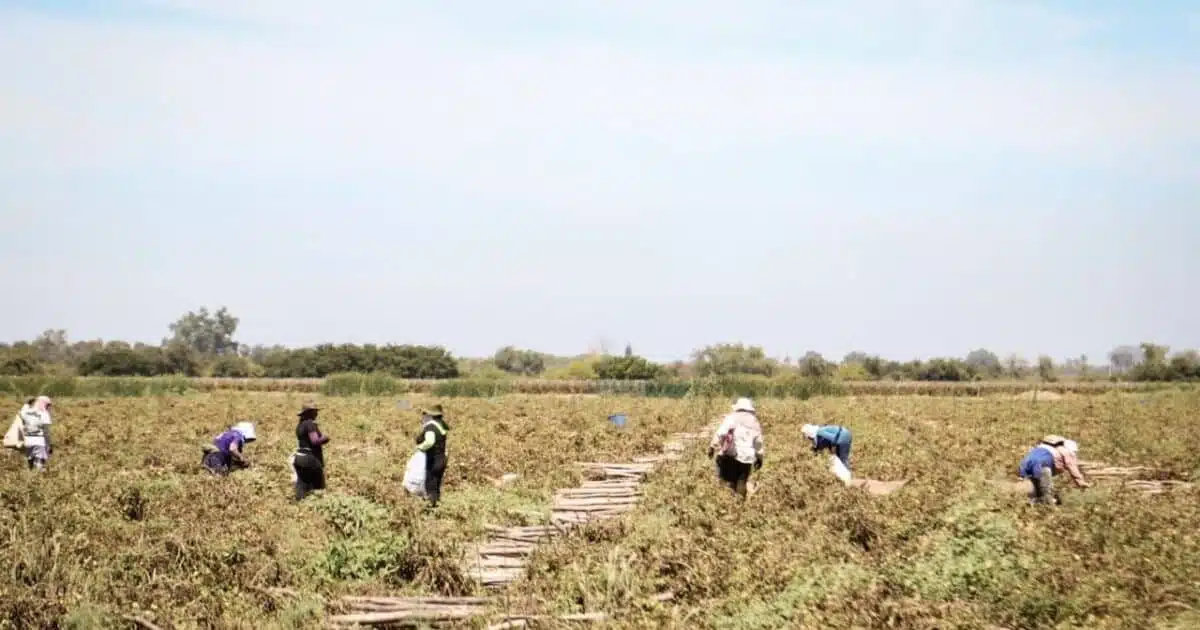 trabajadores agrícolas