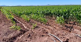 15 de febrero, último día para pagar el permiso de siembra en el valle de Culiacán