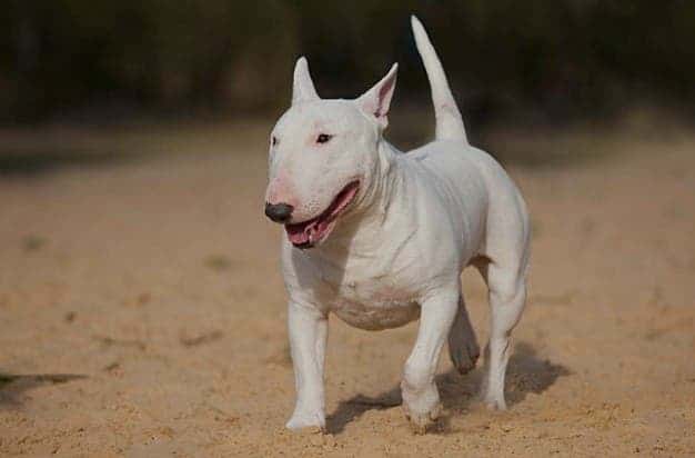 ¡Ataque! Abuelita y niño, mutilados por feroz perro bull terrier