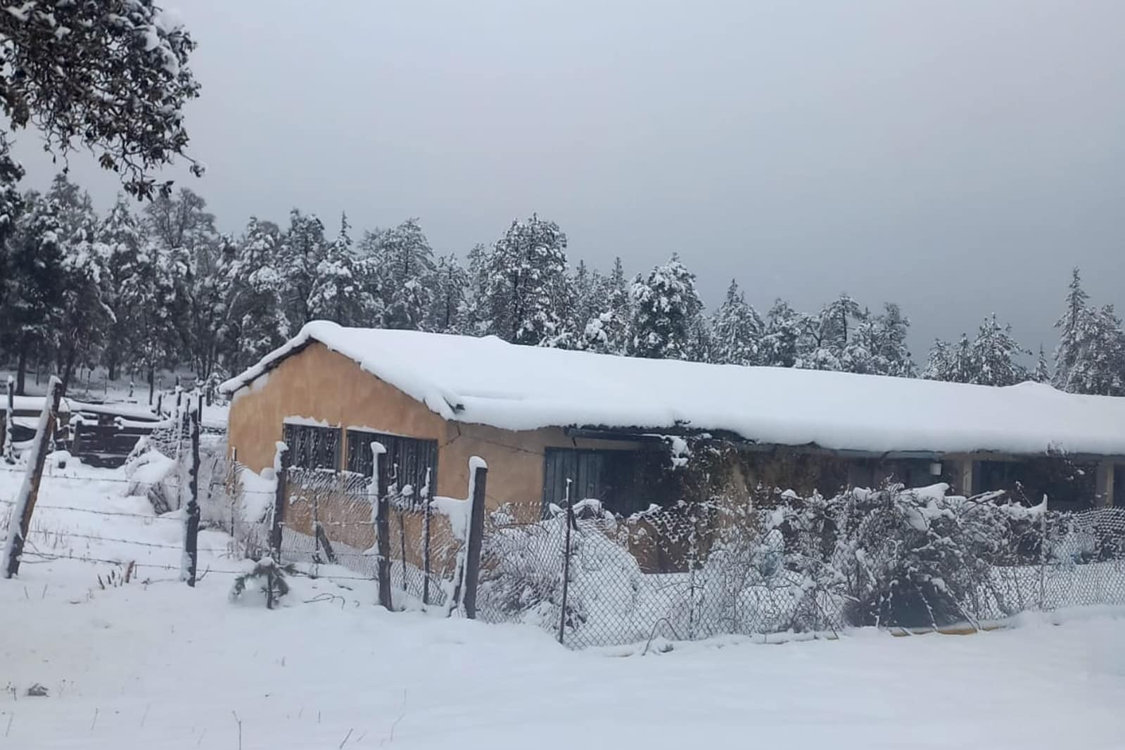 ¡Nieve! La Rosilla, conocida como el congelador de México, se pinta de blanco