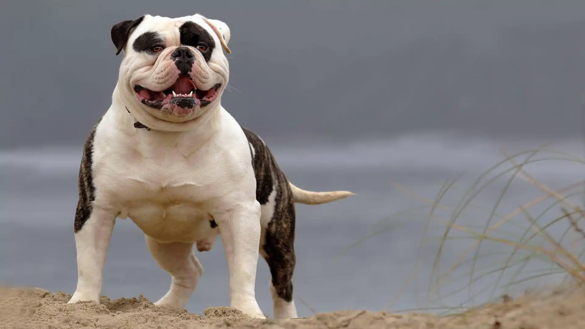 ¡Terrible ataque! Perro ataca a niña de 4 años, y la deja sin vida