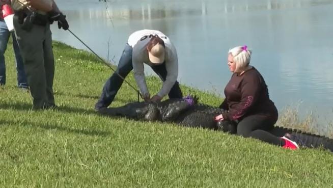 ¡Trágico! Caimán devora a octogenaria en Florida que había salido a pasear a su perrito