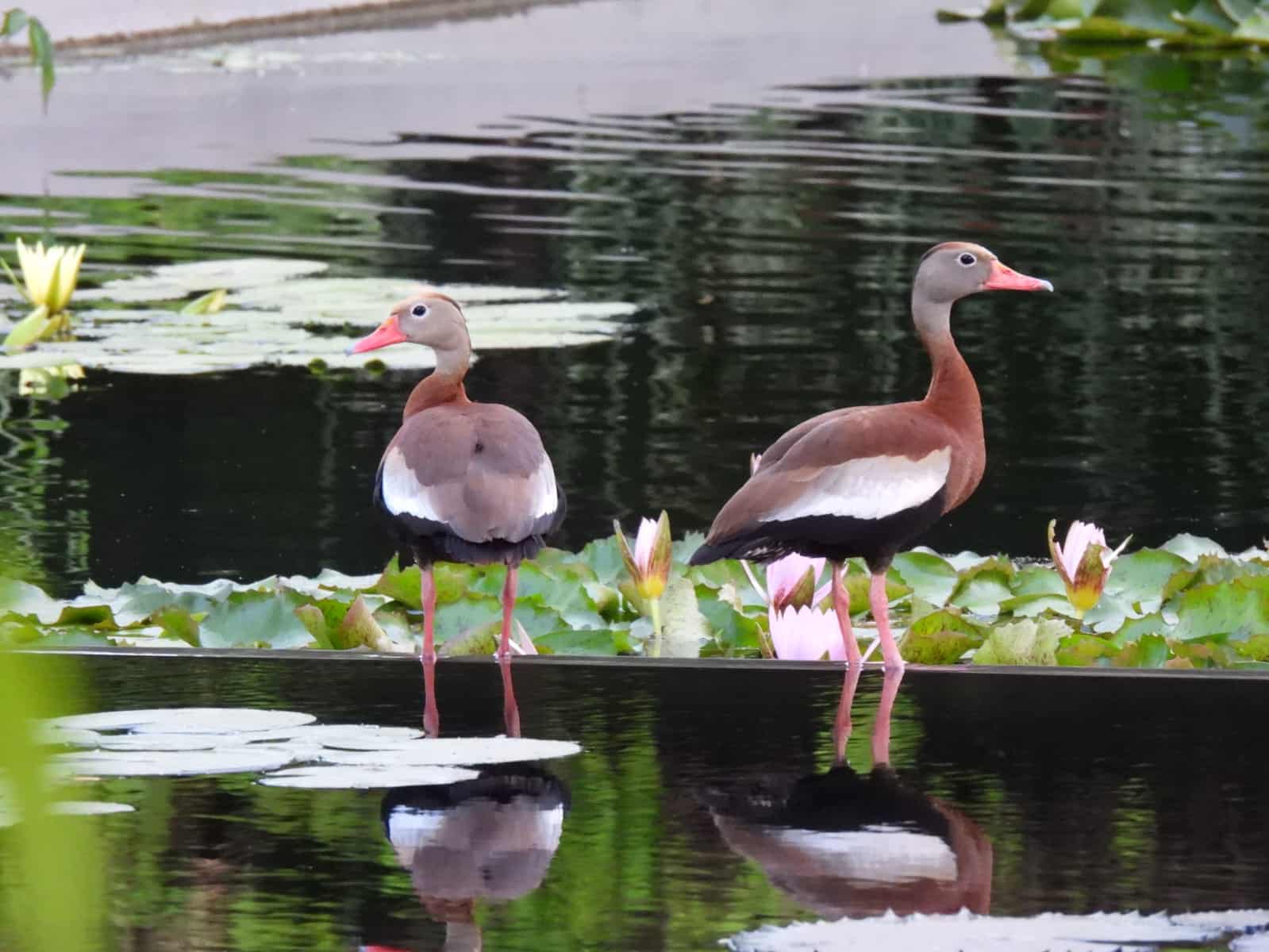 Actualmente más de 40 mil especies de plantas, animales y hongos están en peligro de desaparecer del planeta