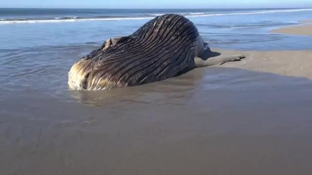 Aparece muerta ballena en las costas de Guasave (2)