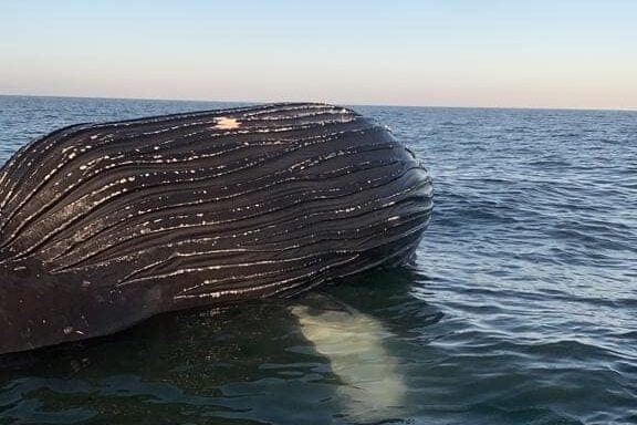 Aparece muerta ballena en las costas de Guasave (3)