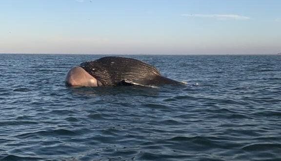 Aparece muerta ballena en las costas de Guasave
