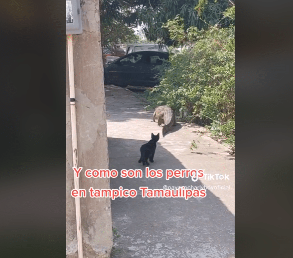 Cocodrilo y gato Tamaulipas