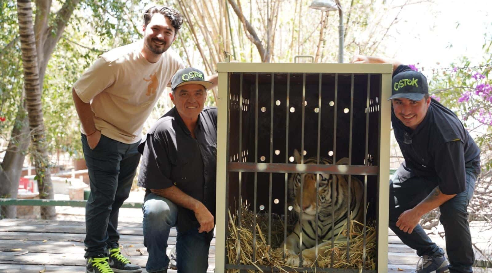 De Culiacán rumbo a la India, mandan tigres rescatados por Ostok Sanctuary (7)