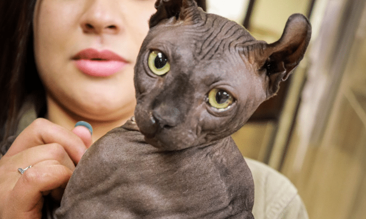 Gato rescatado en penal de Ciudad Juárez