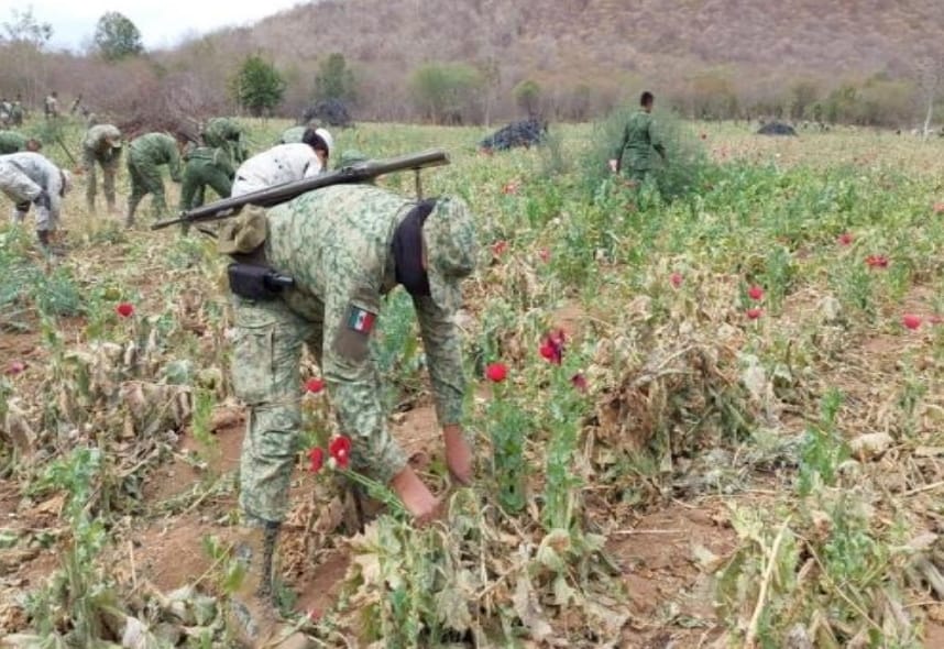 Ejército Mexicano localiza 3 plantíos de amapola en Sinaloa (3)