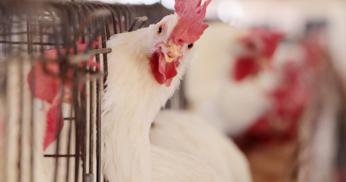 They report an outbreak of bird flu on farms in Aguascalientes;  Senasica imposes quarantine