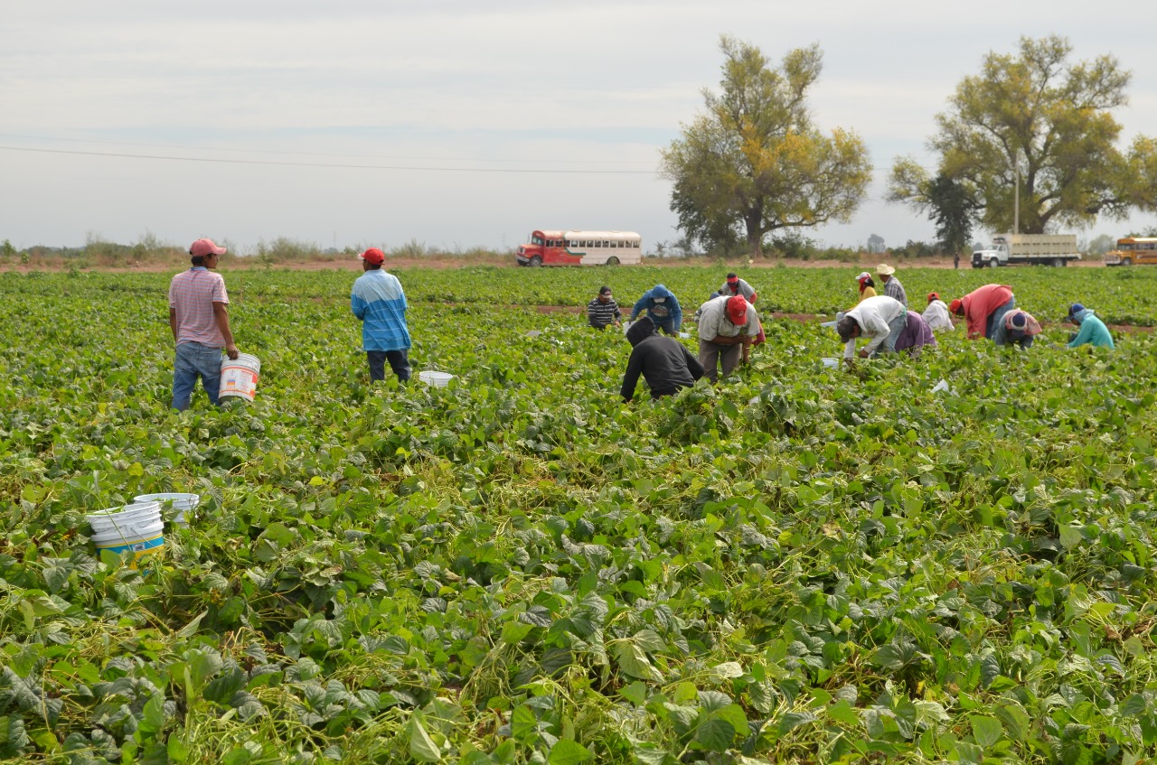 Jornaleros Trabajadores Agrícolas Campo Sinaloa