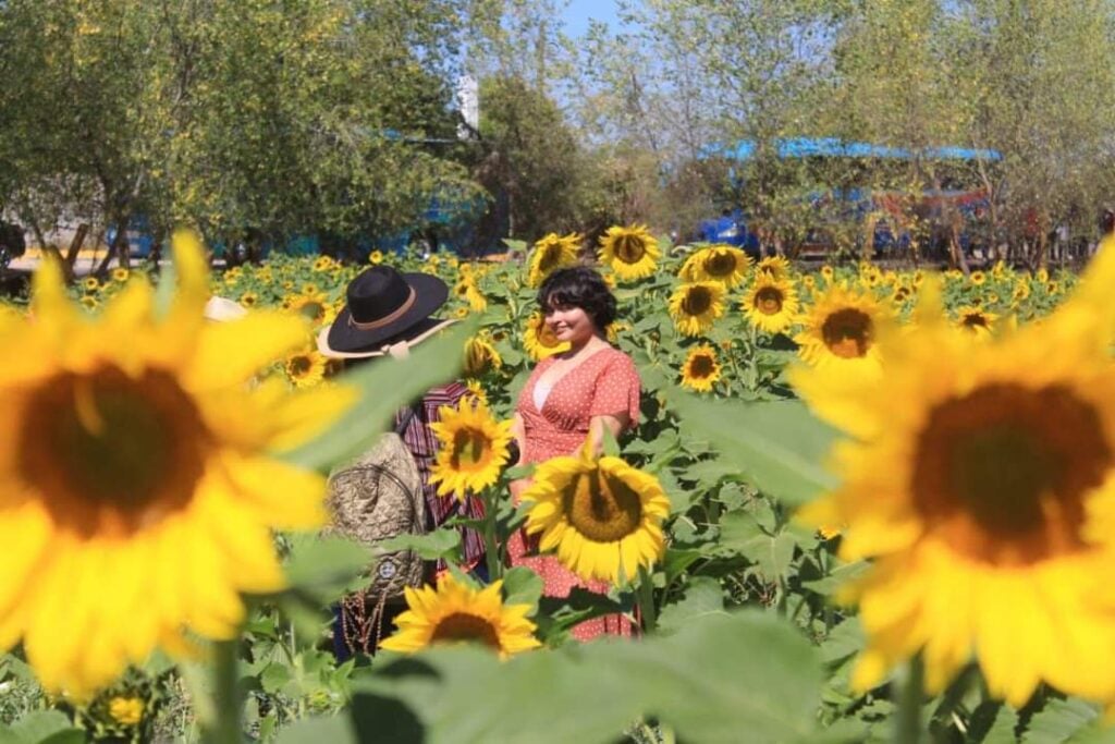 Mocorito Girasoles