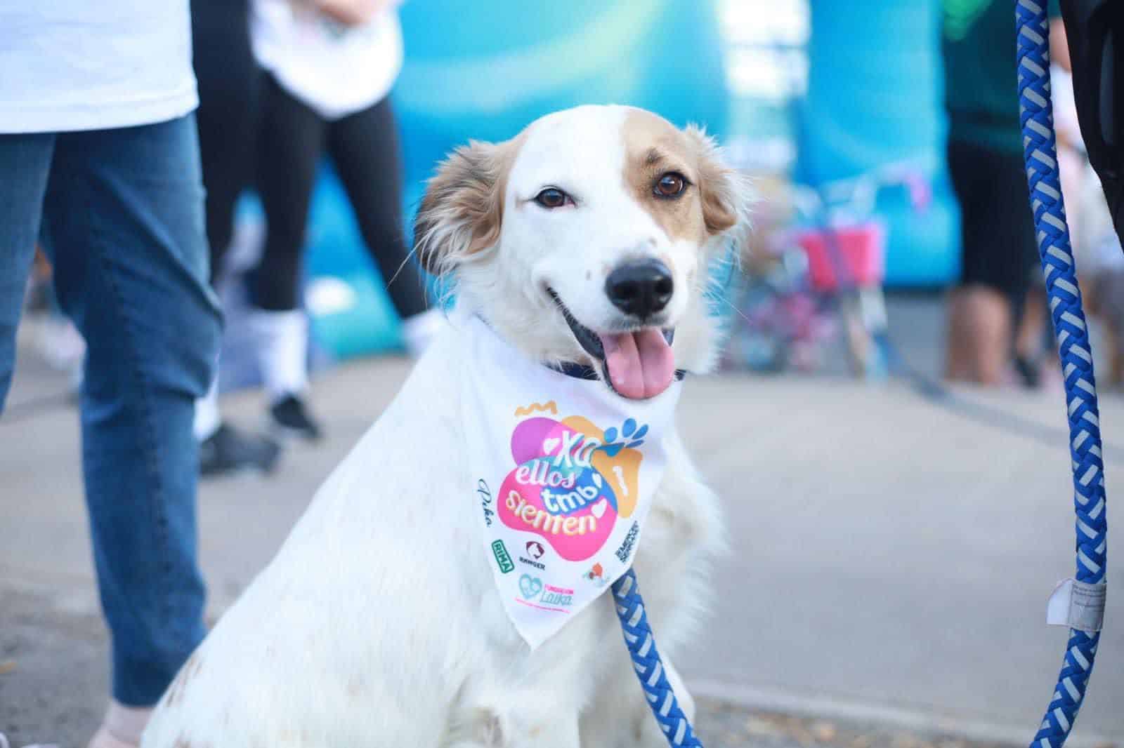 Perro Carrera Canina PerRUNos 5K 2023 Culiacán
