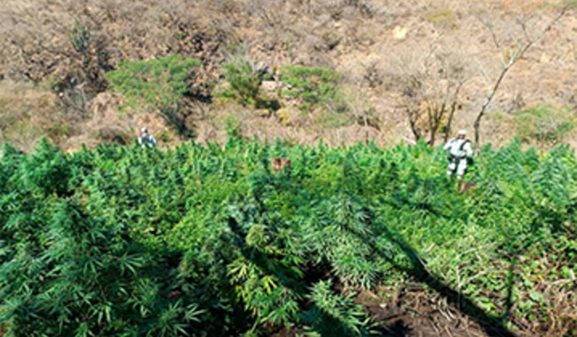 Plantíos de marihuana